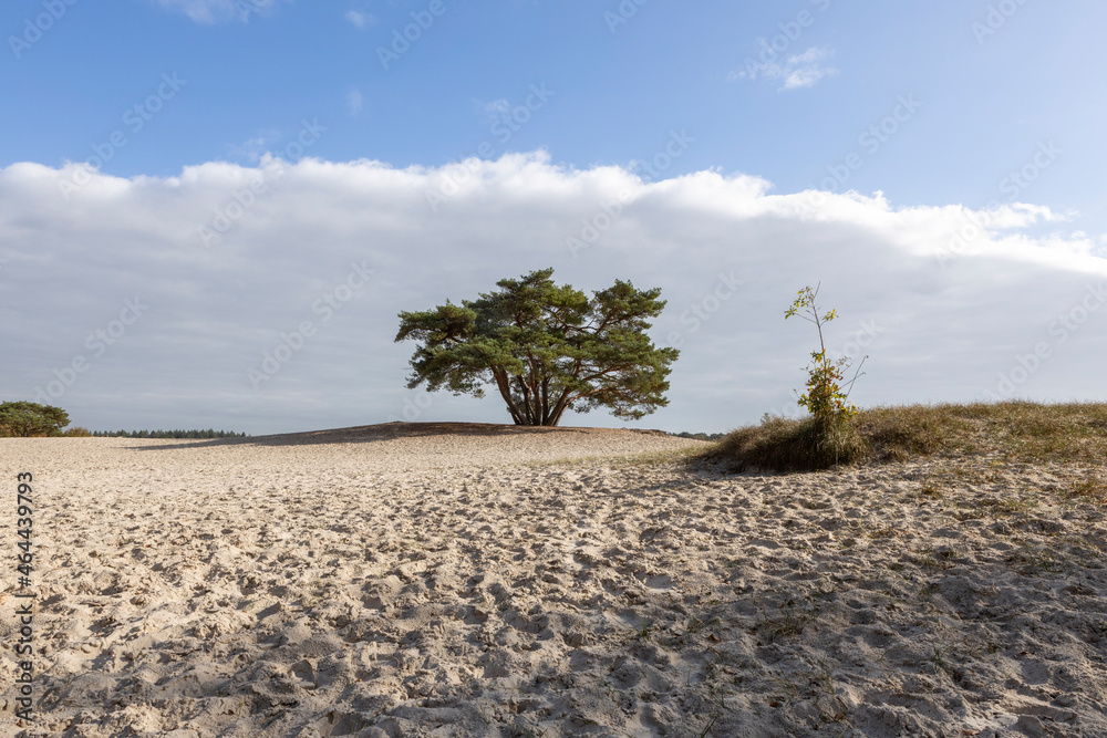 Dramatic cloud blanket behind solitary pine tree on a hill in the middle of the Soesterduinen sand dunes in The Netherlands. Unique Dutch natural phenomenon of sandbank drift plain.