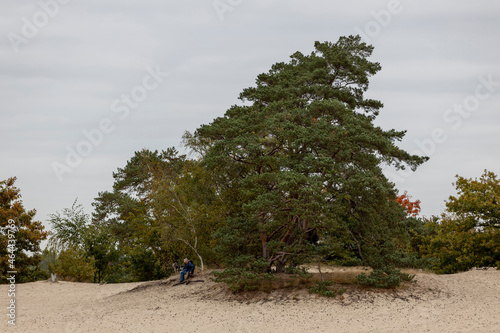 Triangle shaped pine tree on a hill in the middle of the Soesterduinen sand dunes in The Netherlands. Unique Dutch natural phenomenon of sandbank drift plain. photo