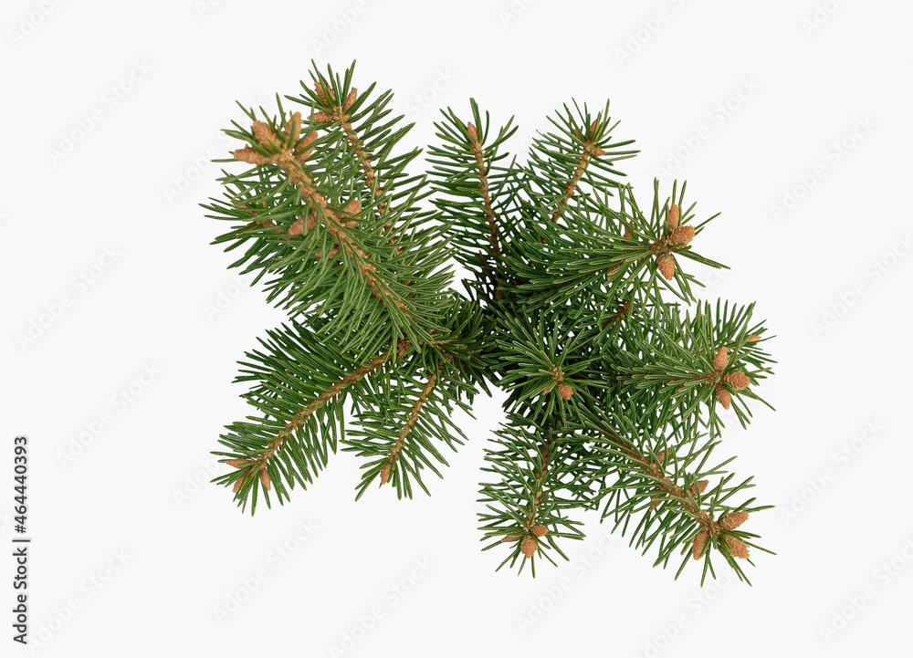 Lush branch of spruce on a white background Isolated. Lush branch of spruce on a white background Isolated.