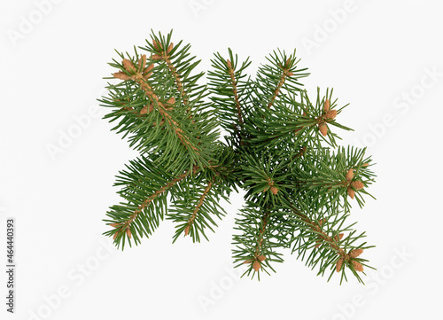 Lush branch of spruce on a white background Isolated.