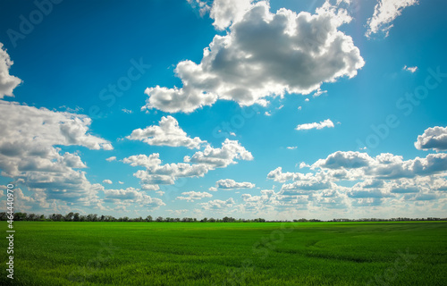 Green field and blue sky with white clouds