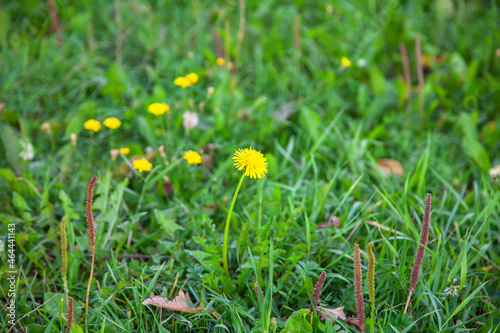 Yellow meadow dandelion flowers