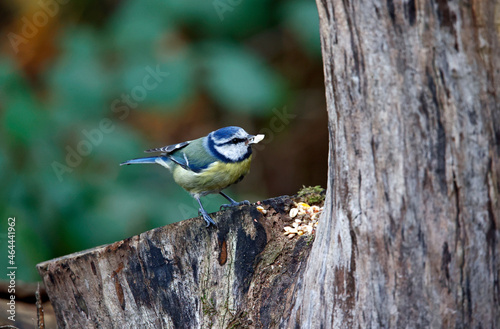 Tableau sur toile Blue tits looking for food in a woodland setting