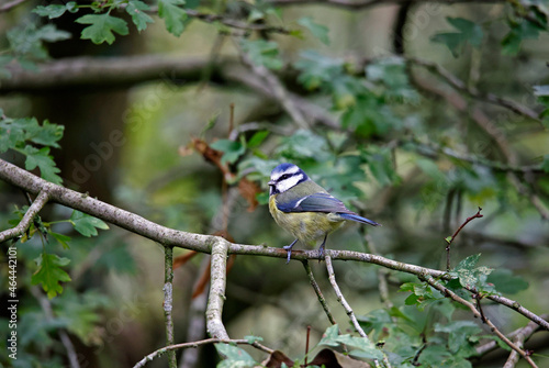 Blue tits looking for food in a woodland setting
