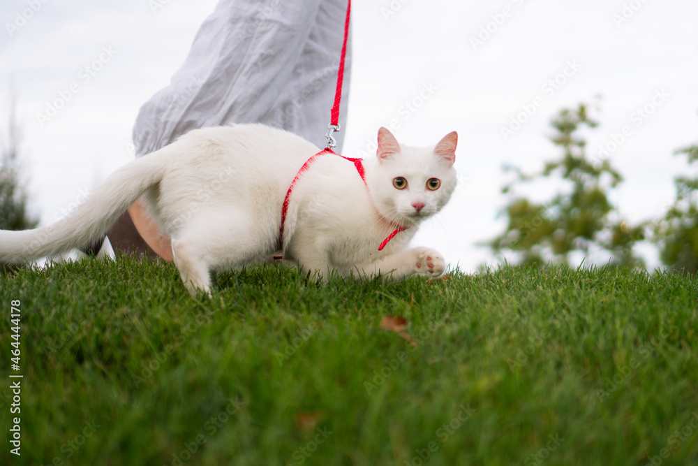 An unrecognizable woman is walking her curious white cat on a red leash. An unrecognizable woman is walking her curious white cat on a red leash.