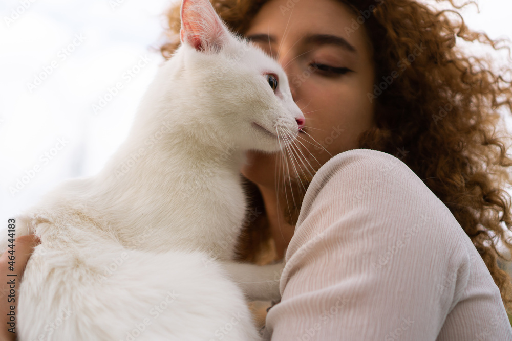A beautiful teenage girl with curly hair holds a white cat close to her face. She is enjoying time with her pet. A beautiful teenage girl with curly hair holds a white cat close to her face. She is enjoying time with her pet.