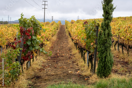 vineyard and grape leaves, front view photo