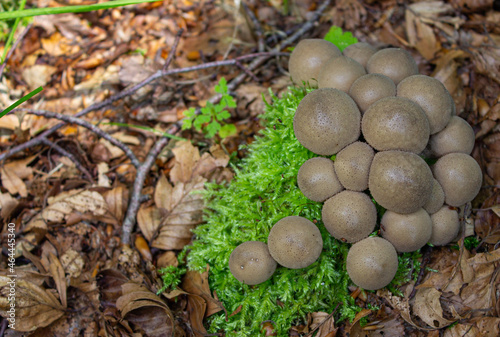 Autumn background. Small brown mushrooms in the middle of the moss and leaves. Lycoperdon umbrinum in the woods photo