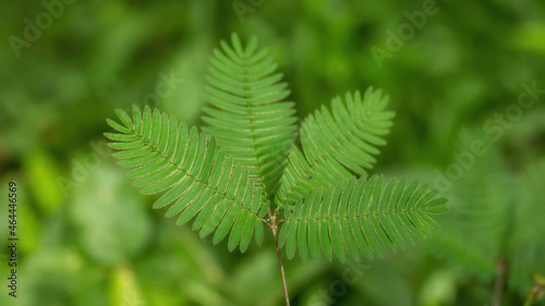 A sensitive compound leaf of Mimosa pudica - sensitive plant, shame plant, touch-me-not.