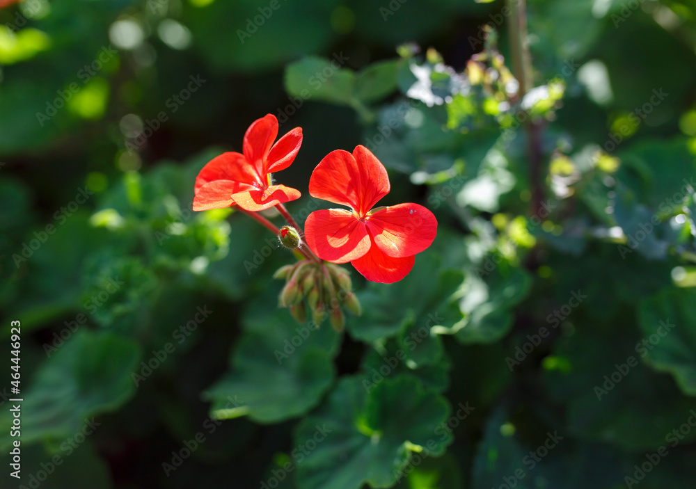 Fototapeta premium Orange Geranium against dark green background in Adelaide, South Australia during spring-time 