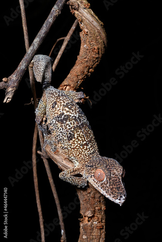 Henkel's leaf-tailed gecko // Henkels Blattschwanzgecko (Uroplatus henkeli) photo