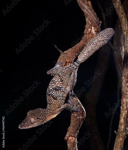 Henkels Blattschwanzgecko // Henkel's leaf-tailed gecko (Uroplatus henkeli) photo