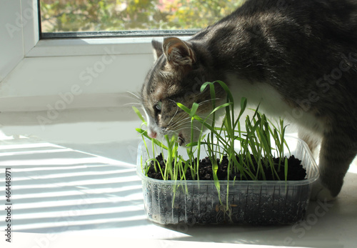 Bilde på lerret The cat on the windowsill is eating sprouted oats