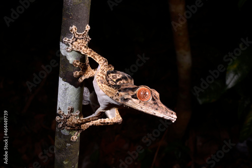 Henkel's leaf-tailed gecko // Henkels Blattschwanzgecko (Uroplatus henkeli) photo