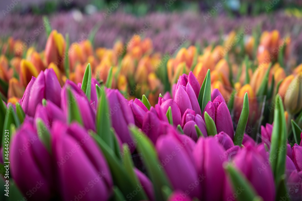 Bunte Tulpen vom Markt Bunte Tulpen vom Markt