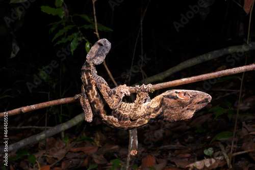 Henkel's leaf-tailed gecko // Henkels Blattschwanzgecko (Uroplatus henkeli) photo