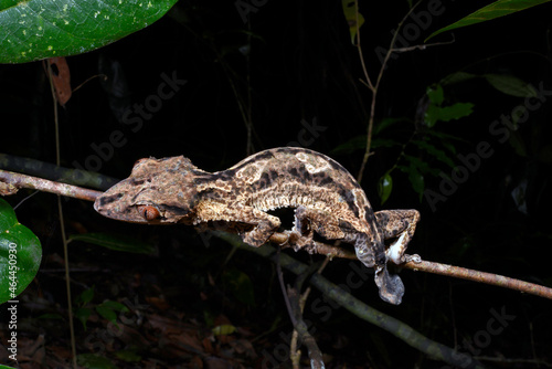 Henkels Blattschwanzgecko // Henkel's leaf-tailed gecko (Uroplatus henkeli)