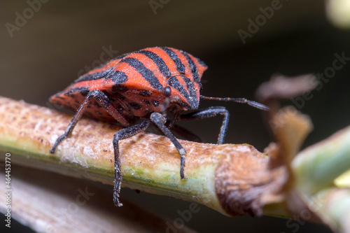 Graphosoma lineatum walking on a plant looking for food. High quality photo