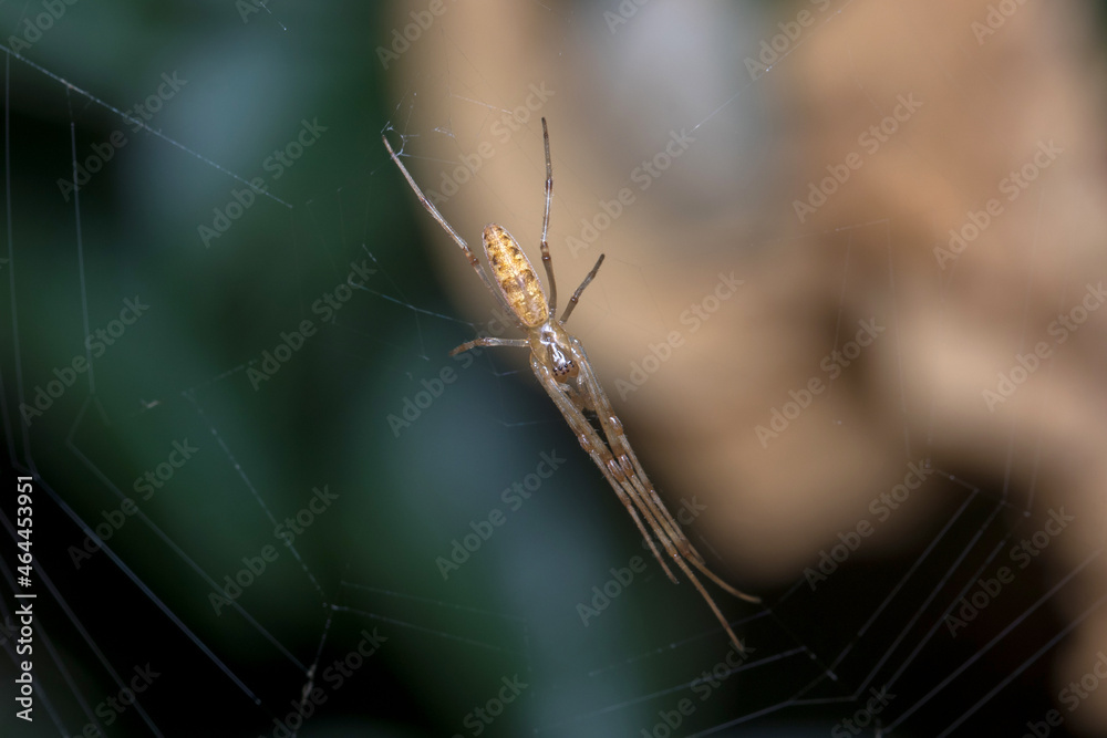 Tetragnatha sp spider waiting for preys on his web. High quality photo Tetragnatha sp spider waiting for preys on his web. High quality photo