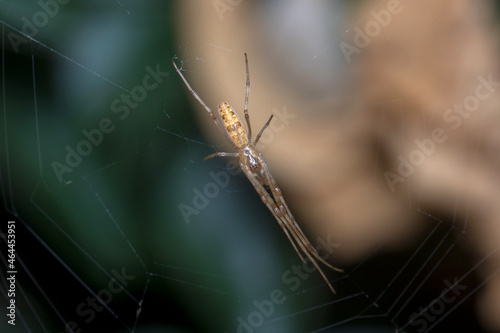 Tetragnatha sp spider waiting for preys on his web. High quality photo