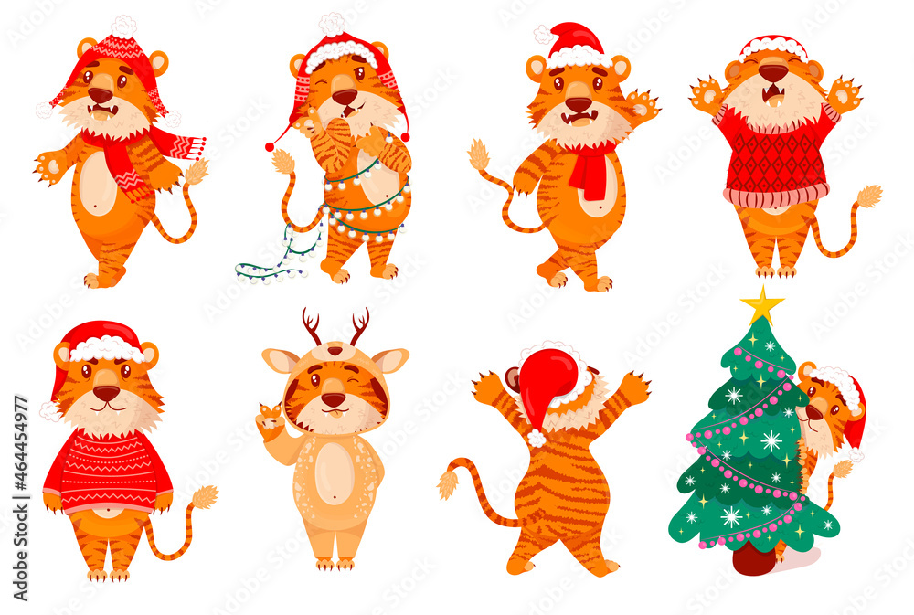 Cute tiger. Colored tigers, symbol of 2022 chinese new year, vector flat cartoon set. Animal 2022, Asian Predator, Jungle Beast. A tiger in a santa hat hides behind a christmas tree, wrapped in a garl Cute tiger. Colored tigers, symbol of 2022 chinese new year, vector flat cartoon set. Animal 2022, Asian Predator, Jungle Beast. A tiger in a santa hat hides behind a christmas tree, wrapped in a garl