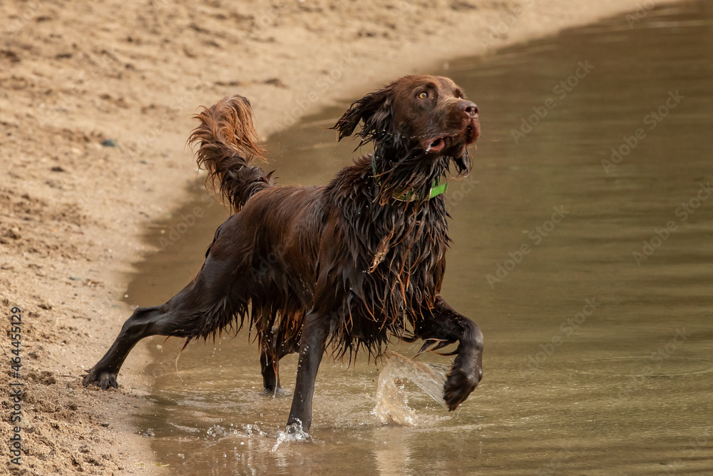 Hunde am Strand