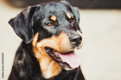 Rottweiler posing in front of the camera © Raquel