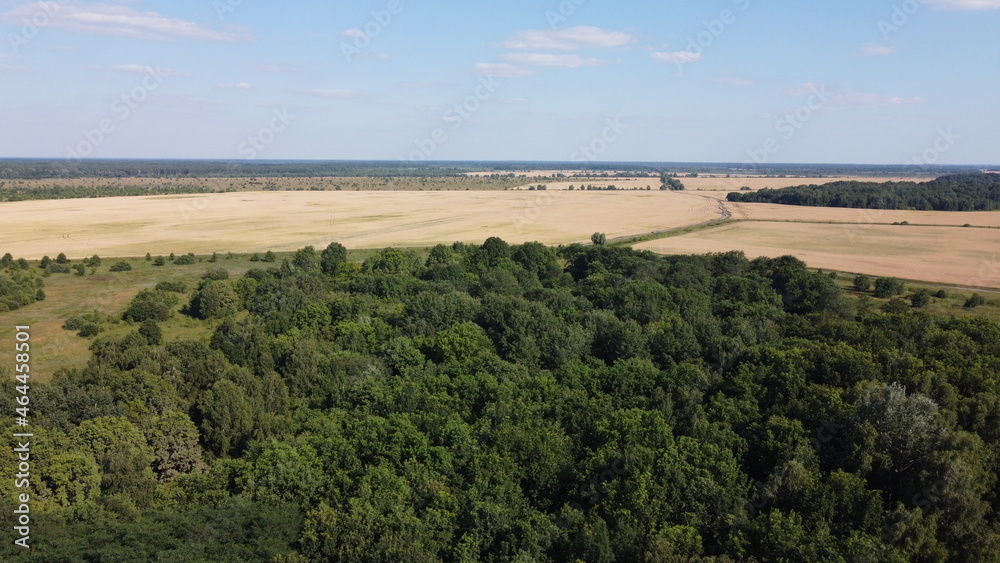 Dense green forest under blue sky, sunny summer weather. Scenery. Dense green forest under blue sky, sunny summer weather. Scenery.