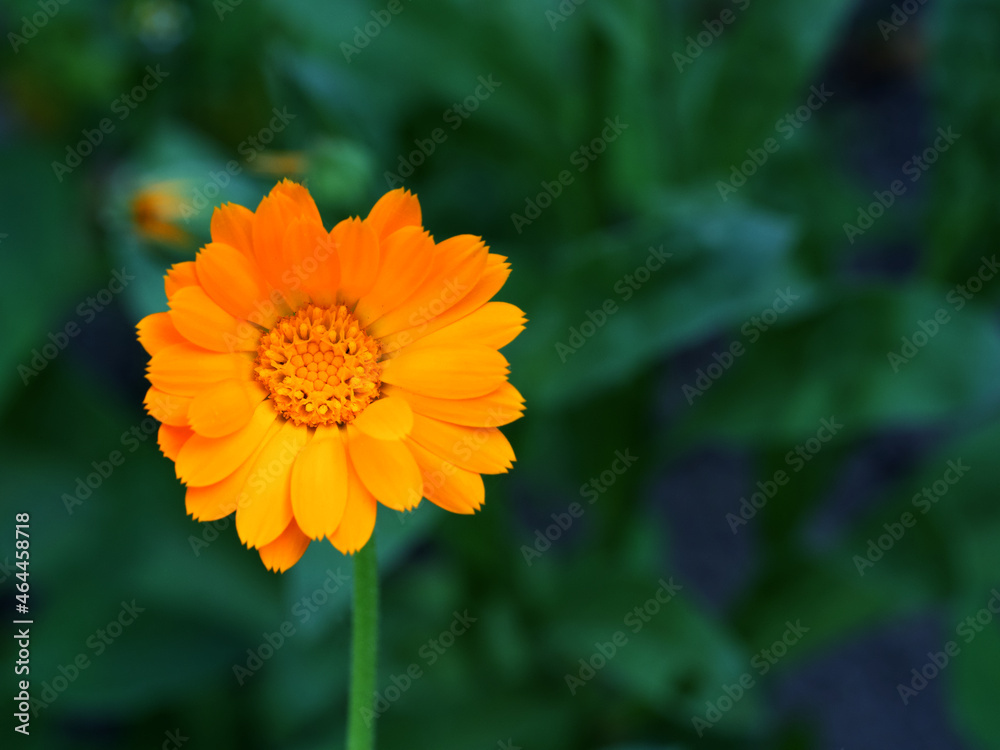A small calendula flower on a blurry background, top view. A small calendula flower on a blurry background, top view.
