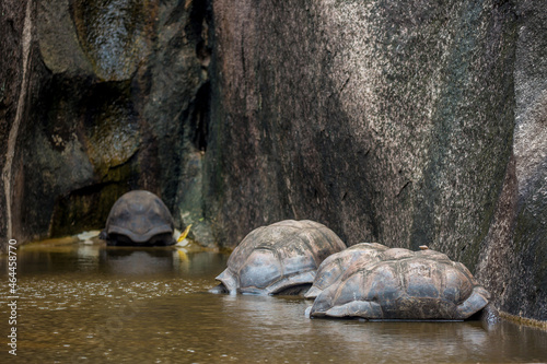 Gigantic Turtles in Seychelles, Rare Endemic Species, Giant Turtle, Aldabra Island, Population,Gigantic Turtles in Seychelles, Rare Endemic Species, Giant Turtle, Aldabra Island, Population, in Water
