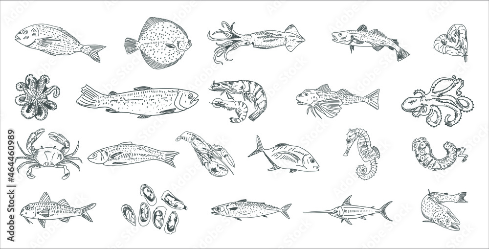 Hand drawn fish set. Fish sketch collection. Hand drawn vector illustration.Food menu illustration.