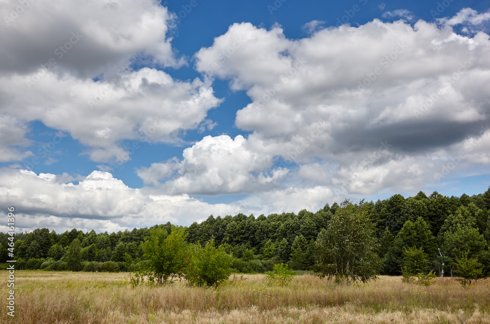 Dense forest against the sky and meadows. Beautiful landscape of a row of trees and blue sky background Dense forest against the sky and meadows. Beautiful landscape of a row of trees and blue sky background
