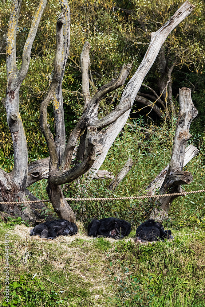 Fototapeta premium Family of chimpanzee sleeping on a grass in a zoo. Monkey relaxing on a sunny day after lunch.