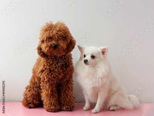 Two small dogs a white pomeranian and a shaggy miniature poodle toy are sitting next to each other