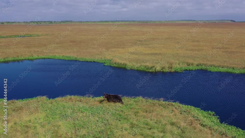 Aerial panoramic view of walking bear near the swamp on field. Kamchatka, Russia. 4k,footage