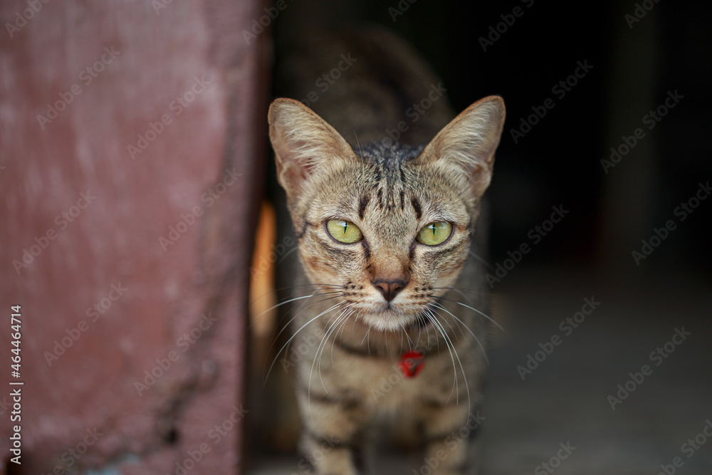 A cute little cat is sitting at the door of the house.Copy space, close up, background. Adorable domestic pet concept.