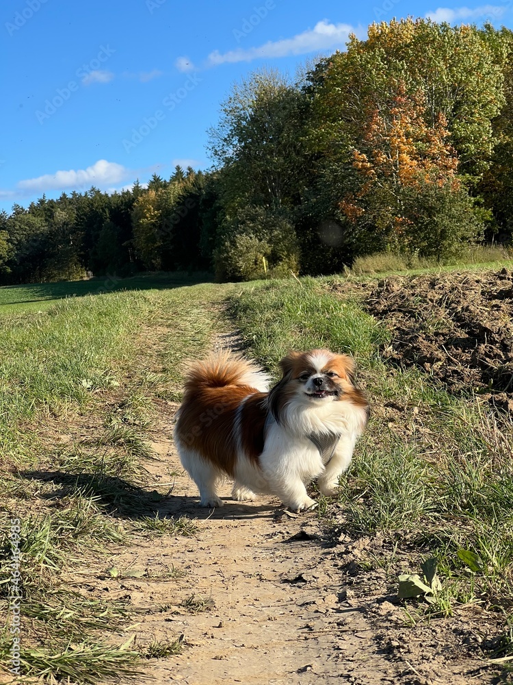Kleiner Hund steht auf einem Feldweg und lacht in die Kamera. Sie ist glücklich weil sie gerne spazieren geht.
Wald, Baum, Hündchen, Tibet Spaniel, Haustier