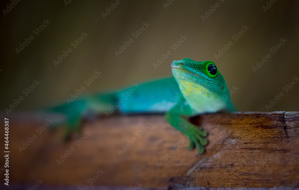 Fototapeta premium Lizard on Palm Leaves Tropical Background Sun Light Holiday Travel Design Space Palm Trees Branches Landscape Indonesia Seychelles Philippines Travel Island Relax Sea Ocean. green felzuma