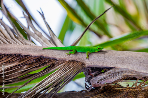 Lizard on Palm Leaves Tropical Background Sun Light Holiday Travel Design Space Palm Trees Branches Landscape Indonesia Seychelles Philippines Travel Island Relax Sea Ocean. green felzuma photo