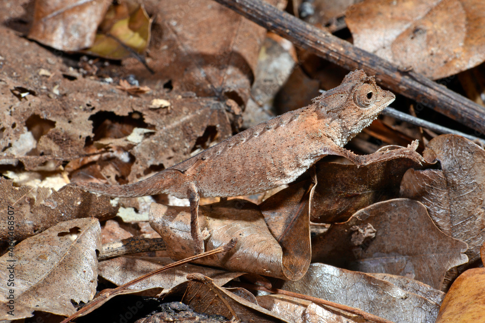 Plated Leaf Chameleon // Stachelchamäleon (Brookesia stumpffi) Plated Leaf Chameleon // Stachelchamäleon (Brookesia stumpffi)