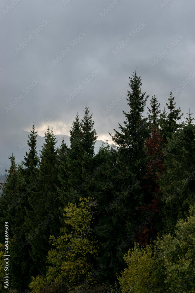 Dark  forest in the mountains, Bukovel, Ukraine