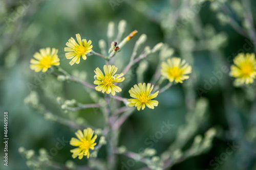 yellow little flowers, turquoise background