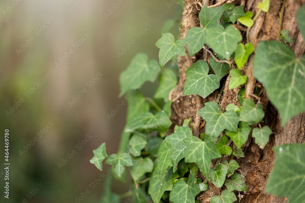 Ivy on tree in forest with light in background in detail. Green leaves growing on textured bark with sunlight. Creeper plant climbing on trunk in close up. Ivy on tree in forest with light in background in detail. Green leaves growing on textured bark with sunlight. Creeper plant climbing on trunk in close up.