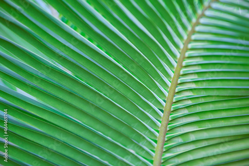 palm leaf pattern abstract green texture background close-up photo