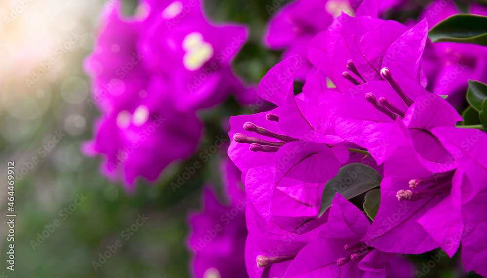 Bougainvillea flowers and bougainvillea plant tree in summer season. This Bougainvillea flowers are pink and purple. Magenta bougainvillea flowers. Postcard or wallpaper texture pattern background. Bougainvillea flowers and bougainvillea plant tree in summer season. This Bougainvillea flowers are pink and purple. Magenta bougainvillea flowers. Postcard or wallpaper texture pattern background.