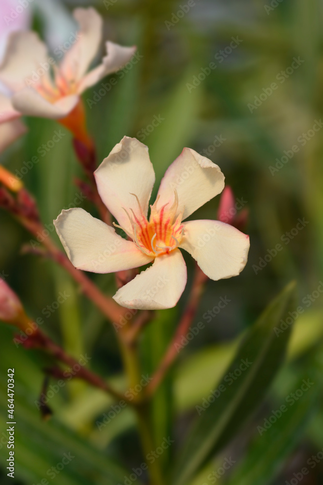 Common oleander Common oleander