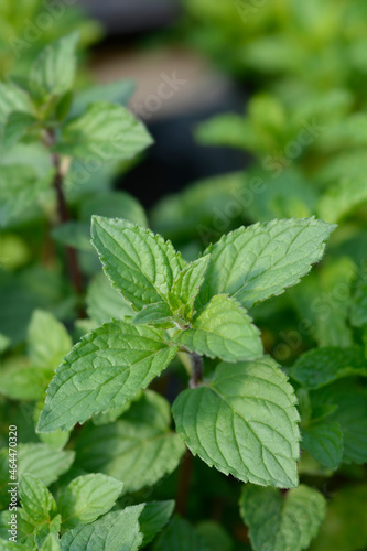 Wallpaper Mural Chocolate mint Torontodigital.ca