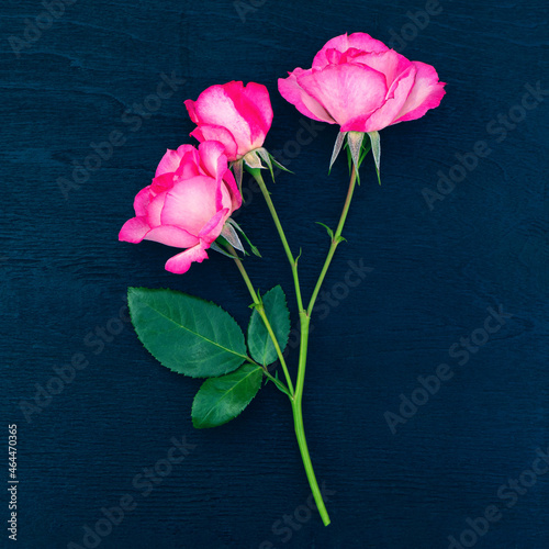 Bouquet of pink roses on a dark blue background.
