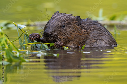 Wet eurasian beaver, castor fiber, eating leaves in swamp in summer. Aquatic rodent gnawing greens in water. Brown mammal holding twigs in lake. photo