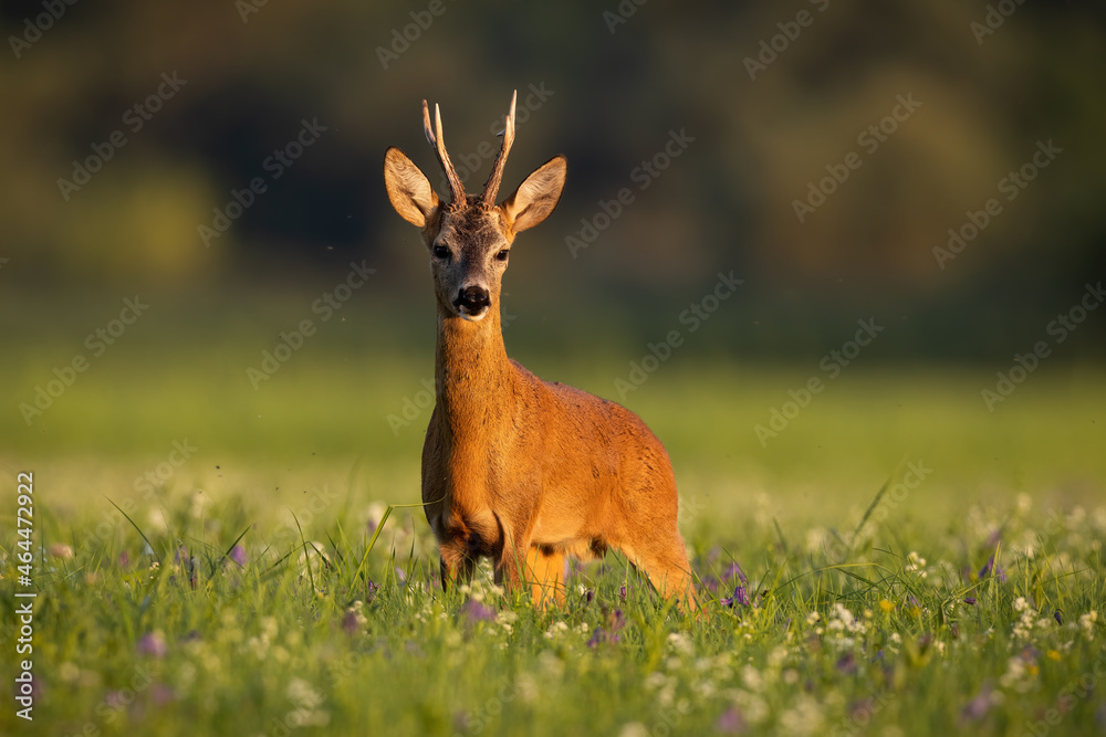 Roe deer, capreolus capreolus, looking on meadow in summertime golden hour. Antlered mammal standing in wildflowers in sunset. Roebuck watching on field.